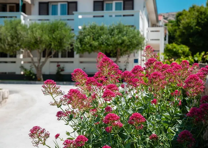 Andreja * פג